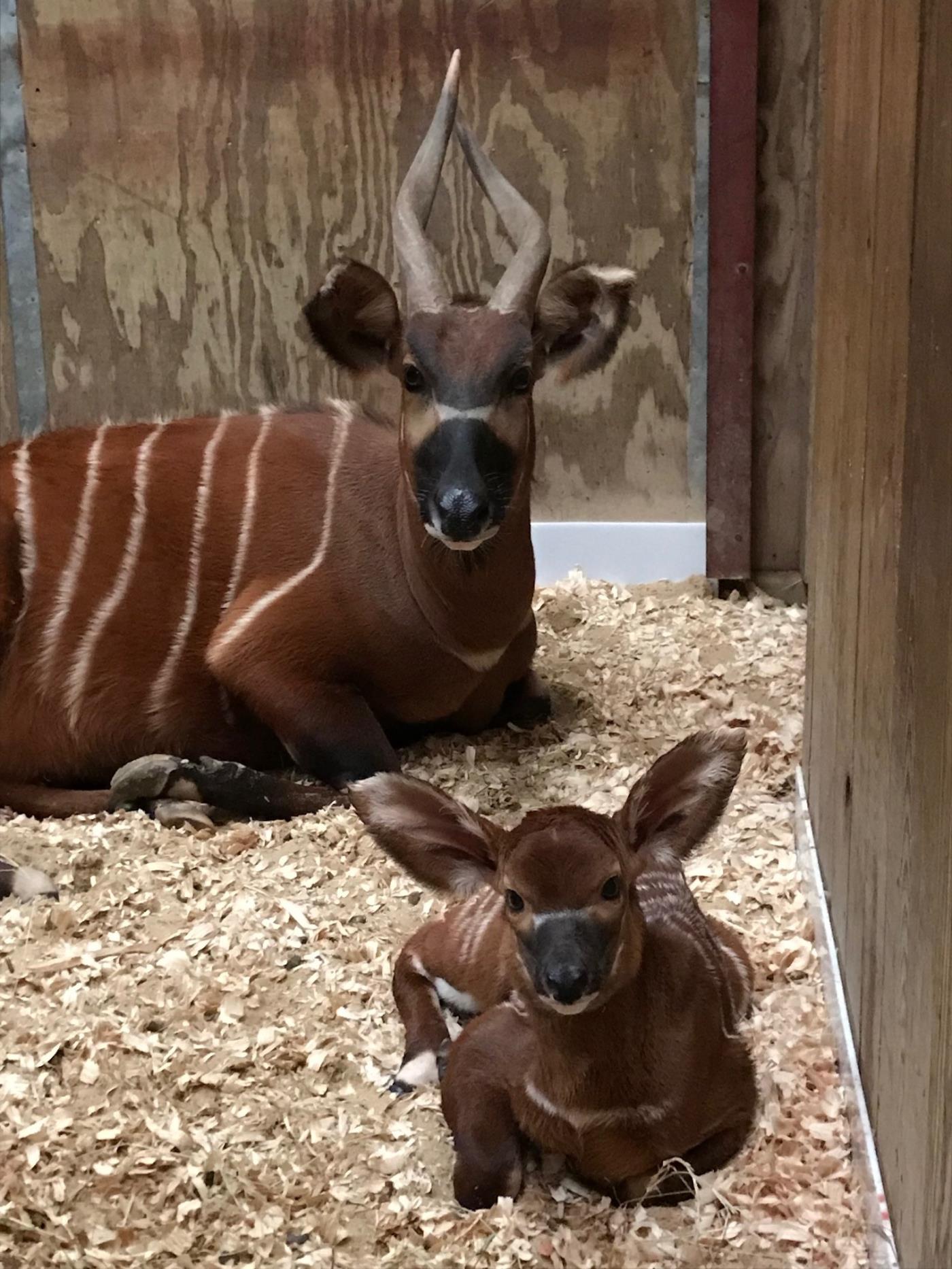 Baby Bongo1